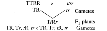 NCERT Solutions for Class 10 Science Chapter 9 Heredity and Evolution 2